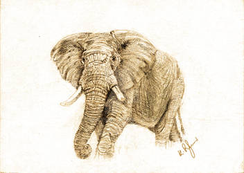 Pencil Sketch of an African Elephant