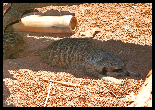 Meerkat Chillin'