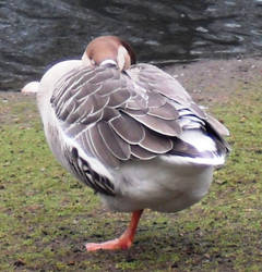 yoga ornithologica