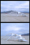 Bleached Whale by psion005