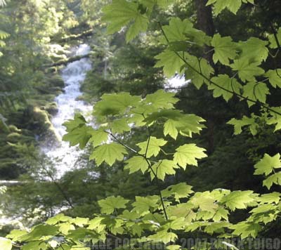 Upper Proxy Falls