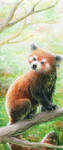 Bookmark - Red panda by Dragarta