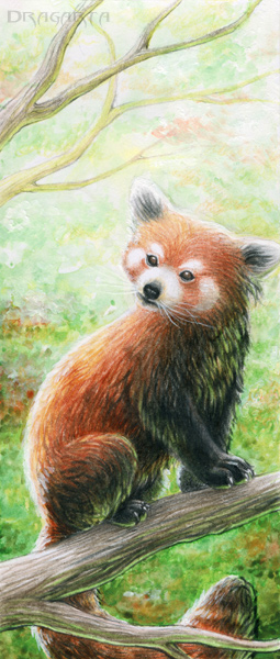 Bookmark - Red panda