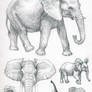ASP1: African elephant