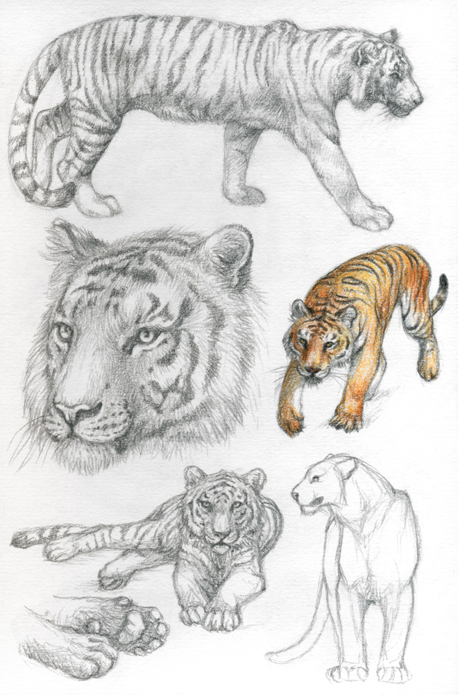 Tiger Anatomy - Anatomical Charts & Posters