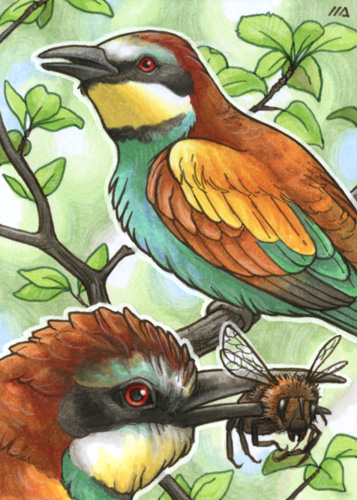 ACEO for Woodswallow