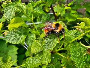 Napping Orange Belted Bumblebee 