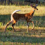 Fall Fawn 2