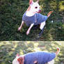 Doggie Sweater Crochet!