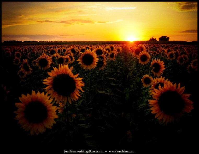 Sunflower Field: redux