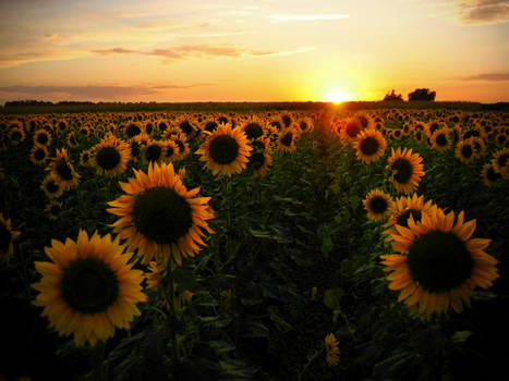 Sunflower Field: original