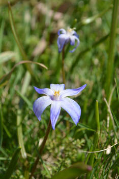 Spring flowers