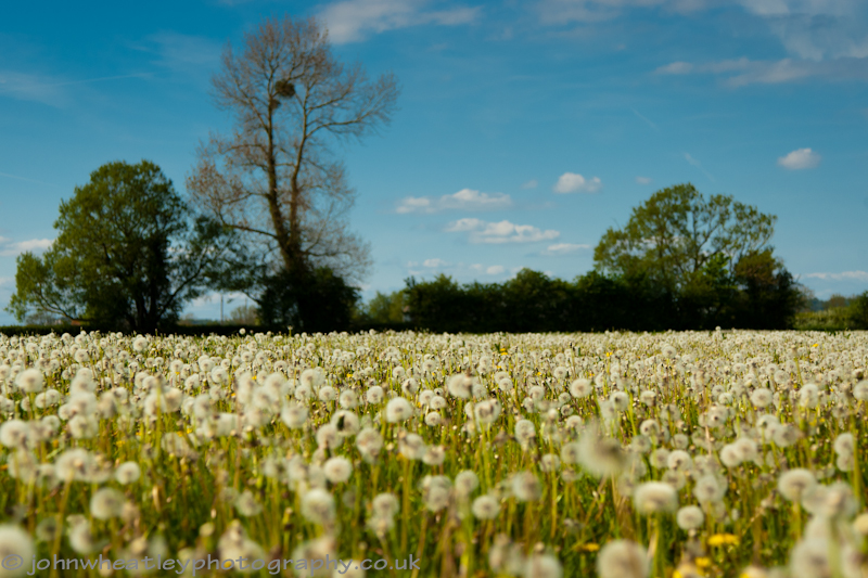 1104-dandelions