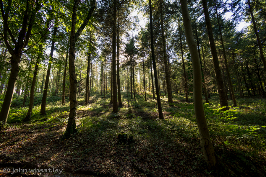 Forest light