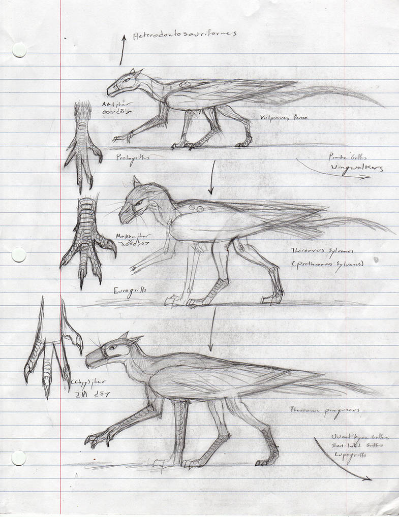 Notes - Griffin Evolution by TarawynWorldwalker on DeviantArt