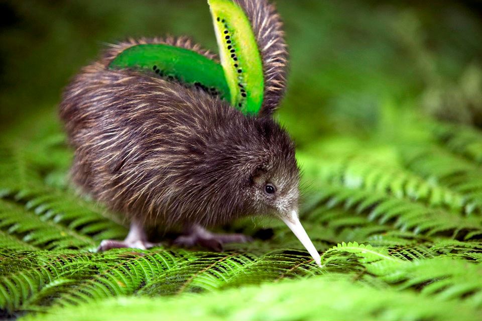 Kiwi Fruit