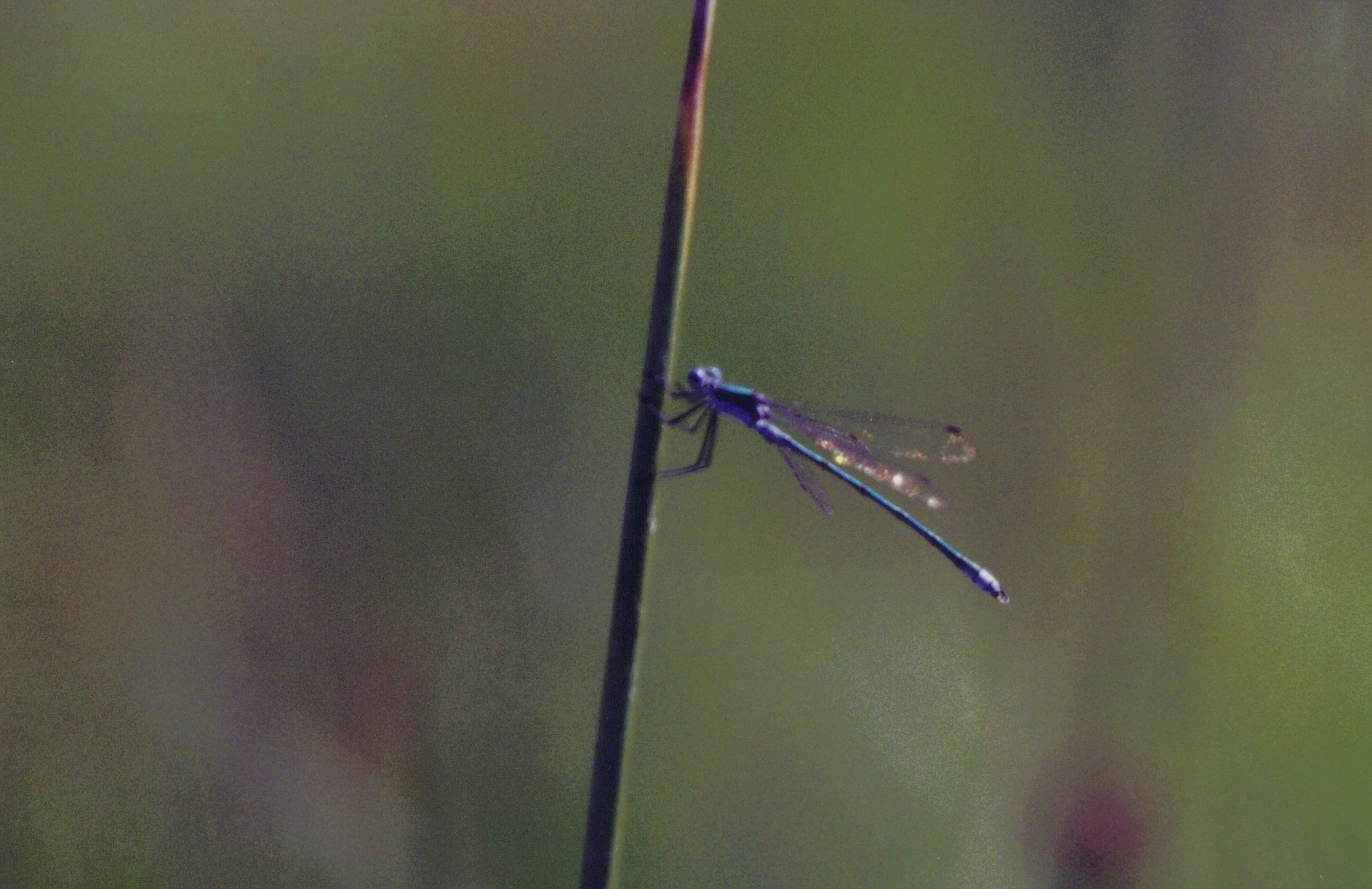 Dragonfly Deviantart dragonfly by vlindertje80 on DeviantArt
