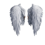 White Wings