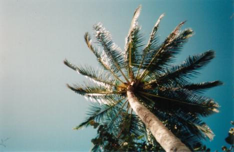 Palm Tree