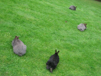 Bunnies omg