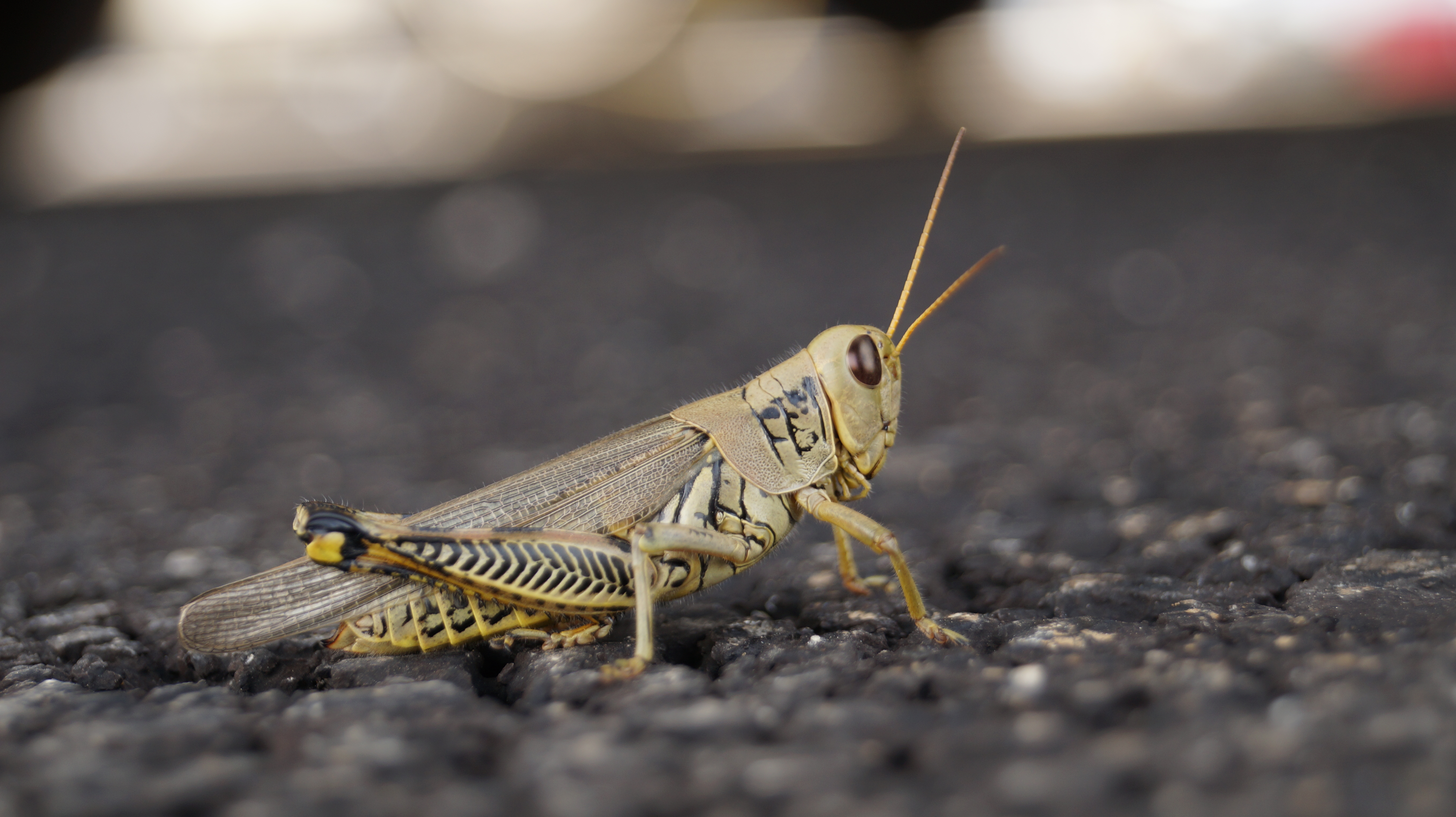 Grasshopper