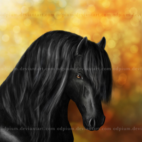 Friesian   