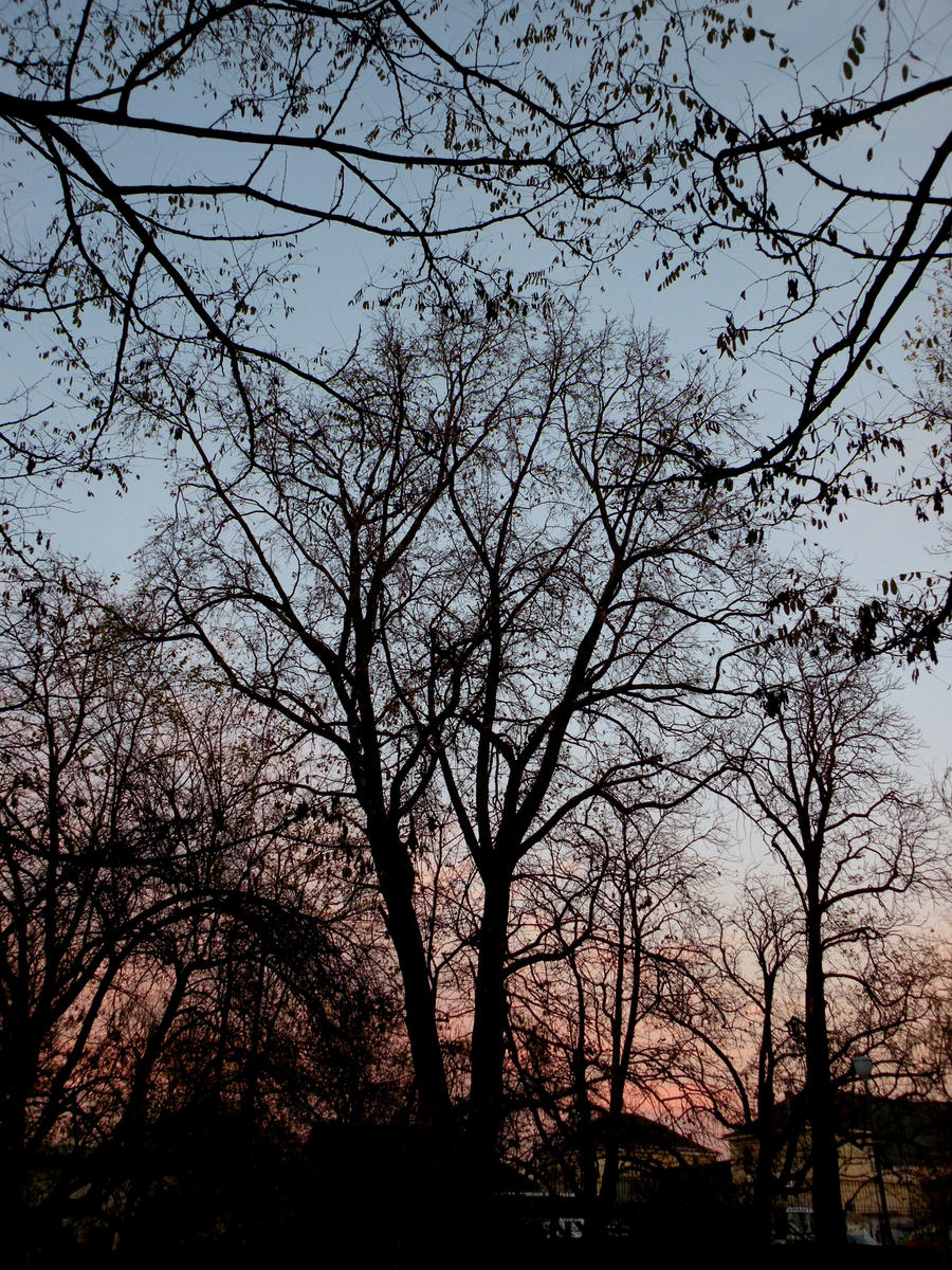 Sunset trees