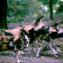 African Wild Dog 1