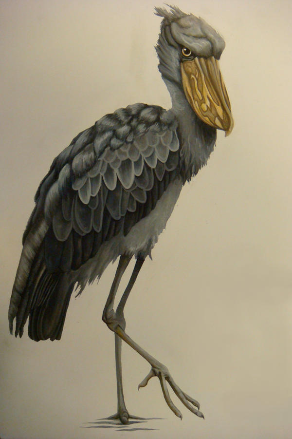 Shoebill by GreenLocket on DeviantArt