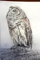 Barred Owl