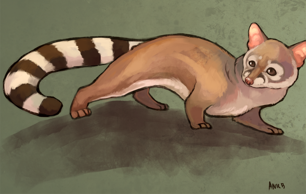 Deviantart Ringtail Ringtail2 by ANicB on DeviantArt