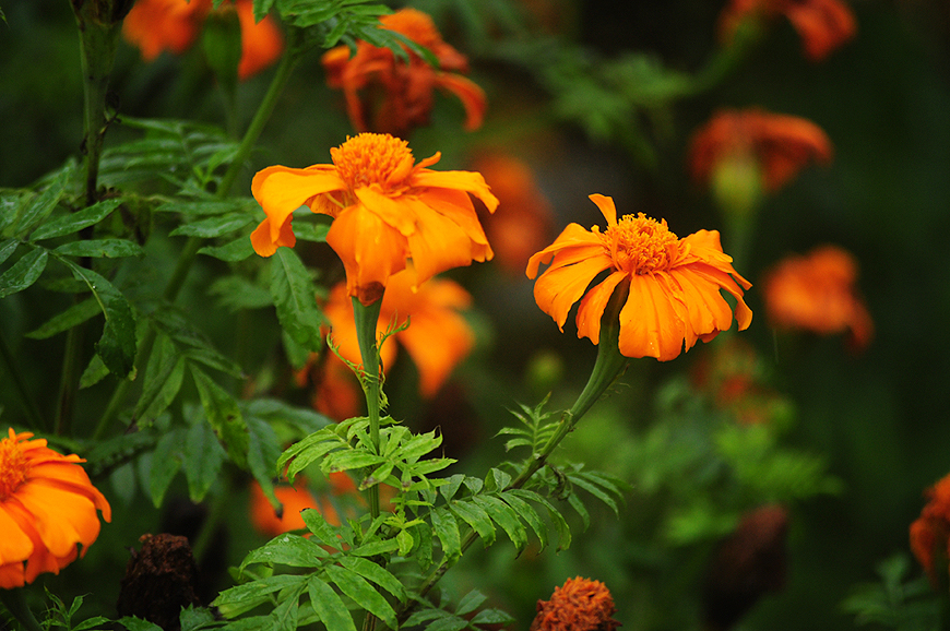 oranje