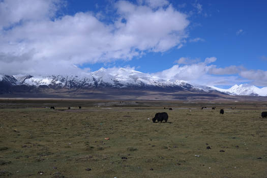 a ox eating grass on Qinghai-Tibet Plateau?