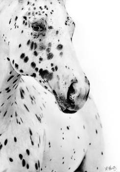 Appaloosa