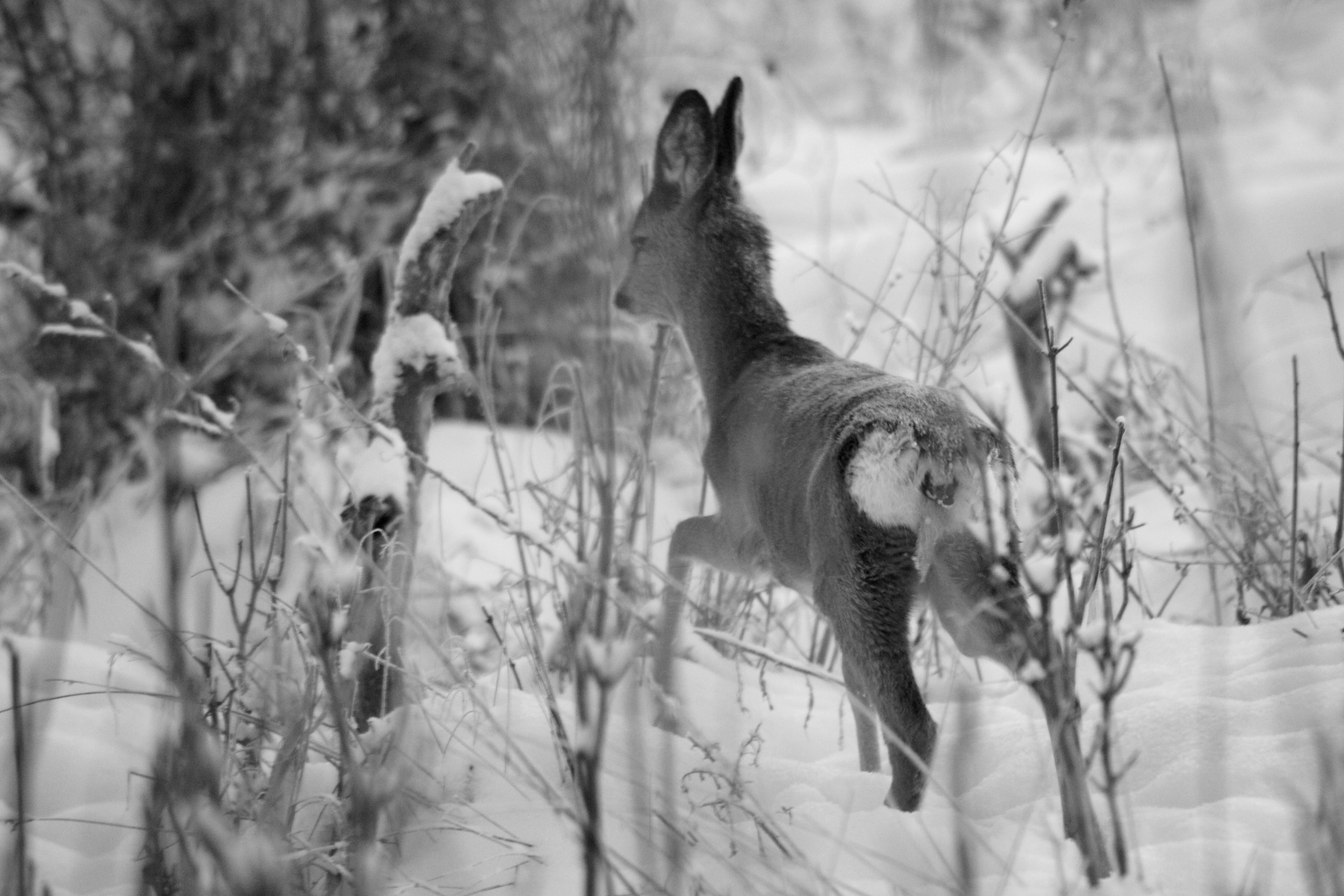 Roe deer