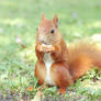 Red squirrel