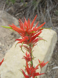 Flower - Cannonville Utaho