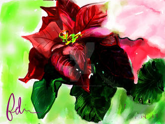 Pointsettia