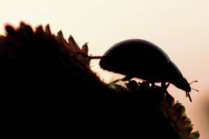 ladybug and sunset