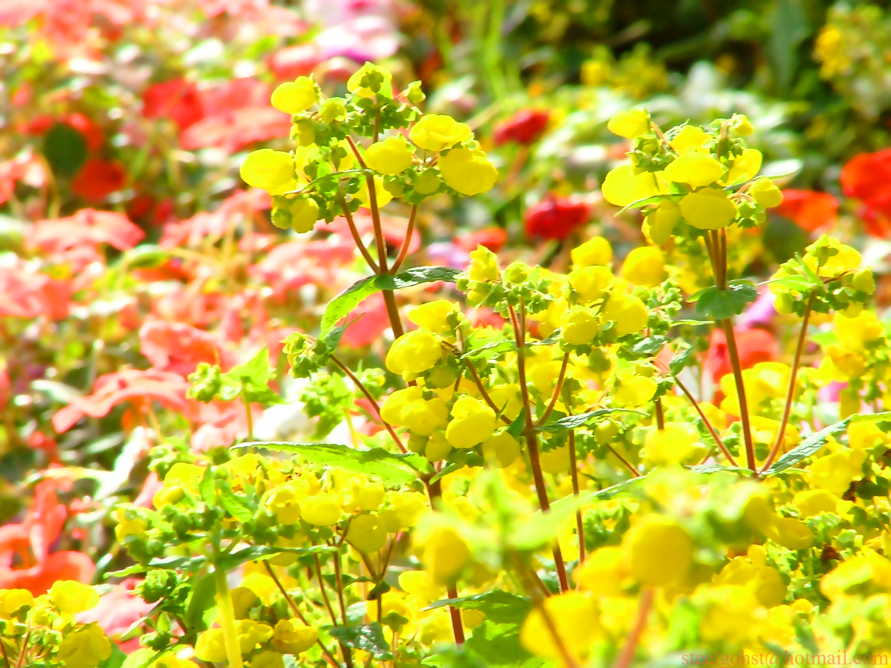 in the gardens