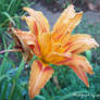 Orange Lily