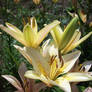 White Lilies