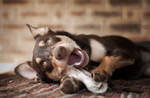 Canine dreams by David-Lee-Evans