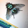 fly study