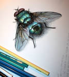 fly study