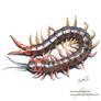 Centipede