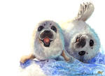 Baby seals