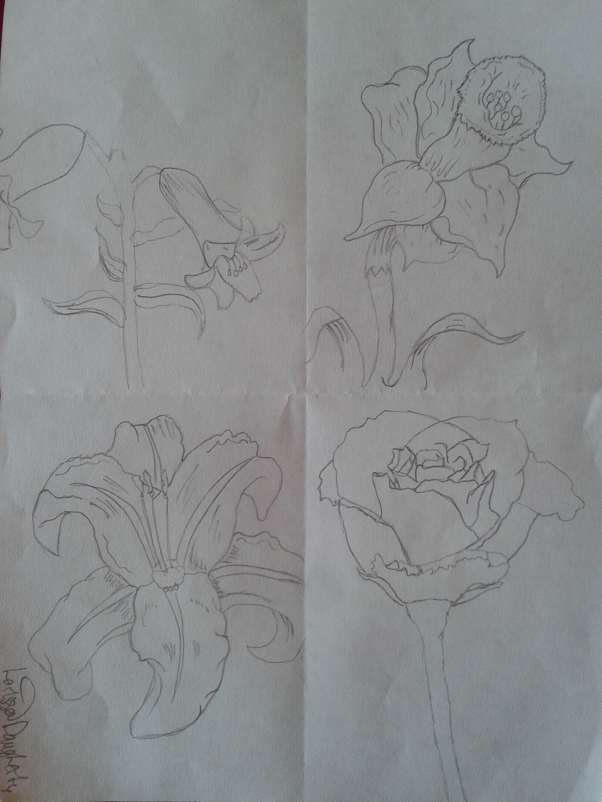 Flower Sketches