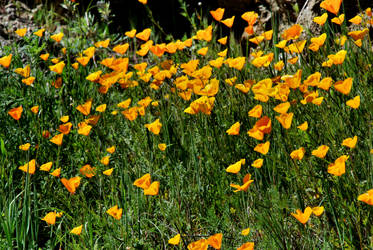 california poppies