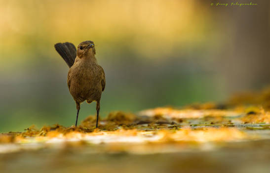 Indian Robin (female)